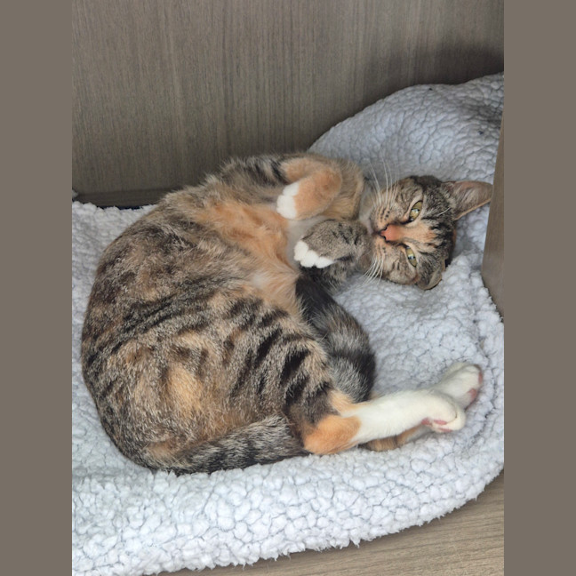 Photo of Honey Bubu