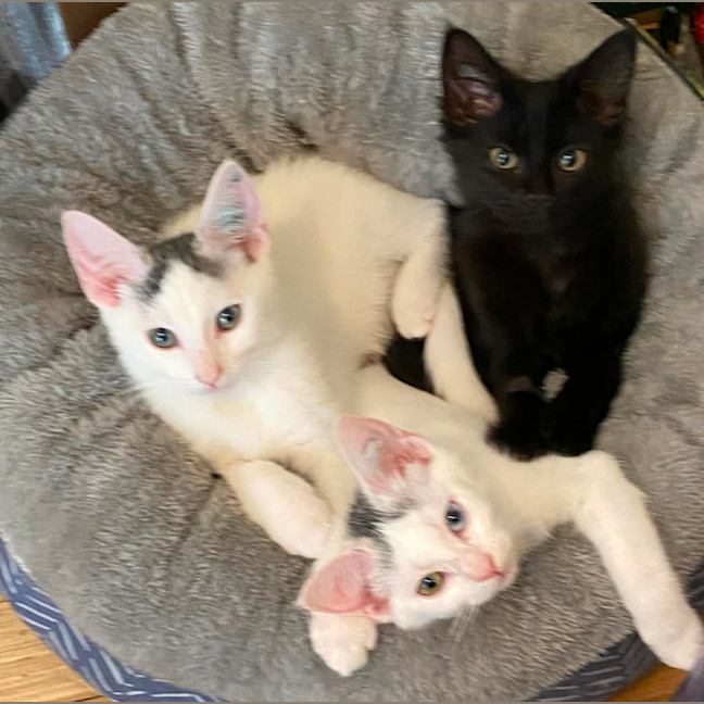 Photo of Eddie *9 Lives Project Rescue*