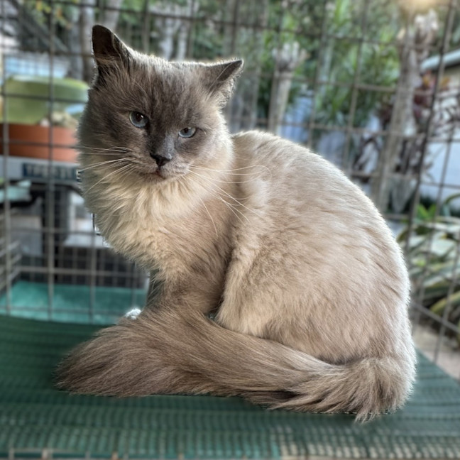 Photo of Lucky Charms