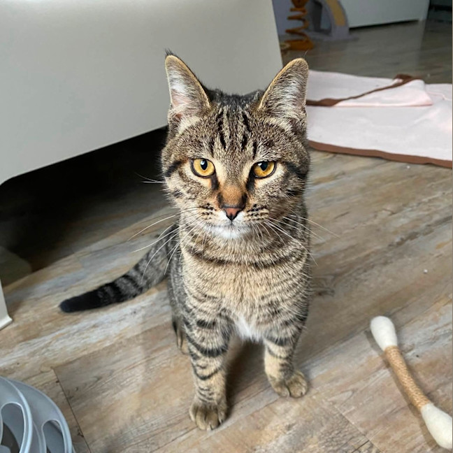 Photo of Aries