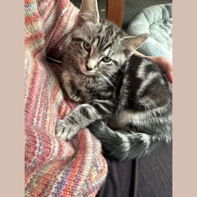 Photo of Smokey
