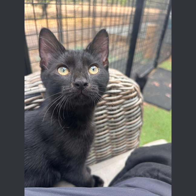 Photo of Vegemite