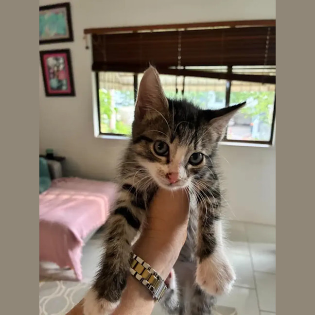 Photo of Bumble