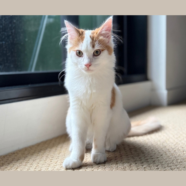 Photo of Butter