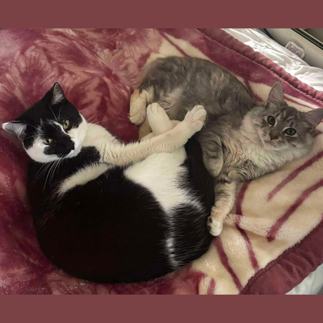 Photo of Momo & Dumpling 