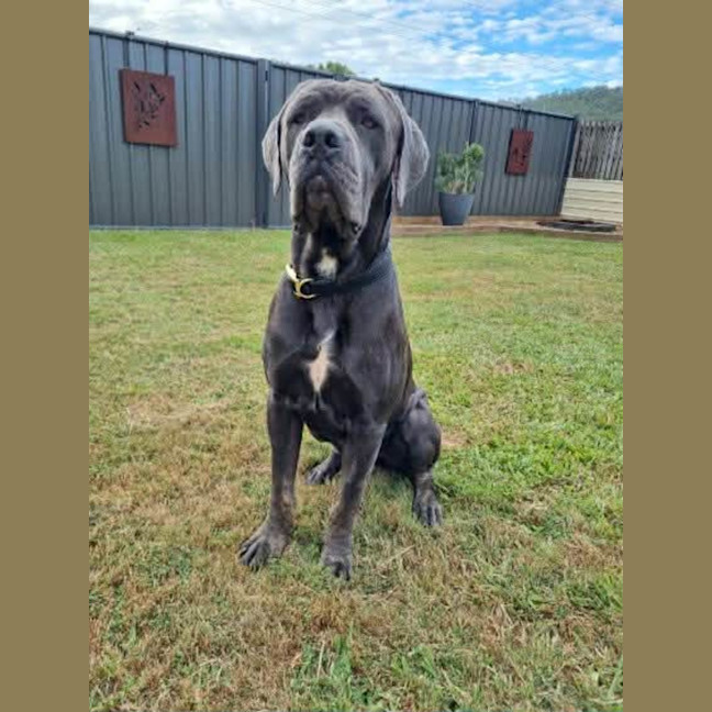Photo of Clifford