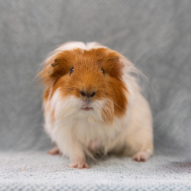Photo of Chauncey