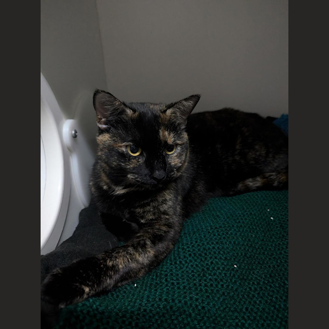 Photo of Tuppence