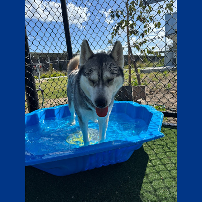 Photo of Luna Imp 1868