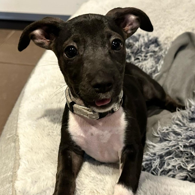 Photo of Zulu