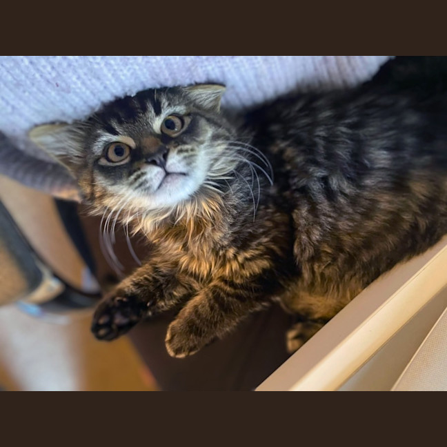 Photo of Josie