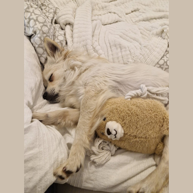 Photo of Dumpling   10 Month Old Pomeranian X Spitz