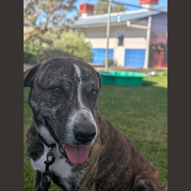 Photo of Lenny (Yeti)