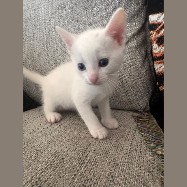 Photo of Karen / Cinnomoroll