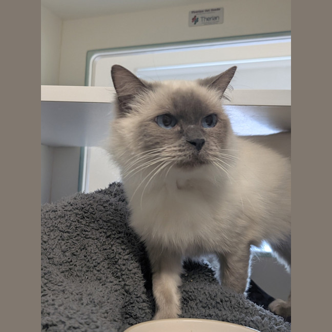 Photo of Bramble