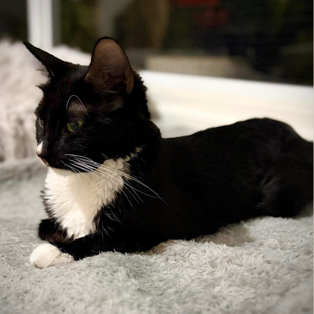 Photo of Whiskers