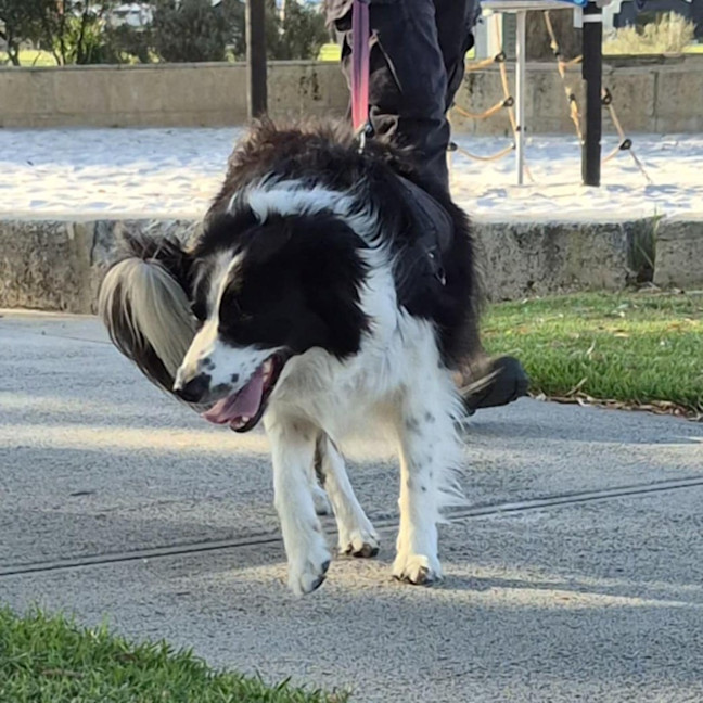 Photo of Jax