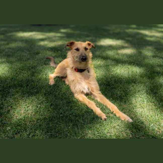 Photo of Rocky Gainsborough