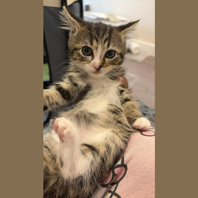 Photo of Bella / Issi