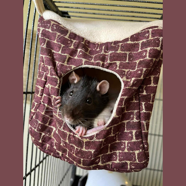 Photo of Iris & Beans