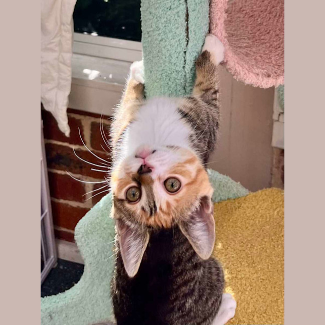 Photo of 💛 Gracie 💛