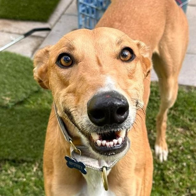 Photo of Spunky The Greyhound