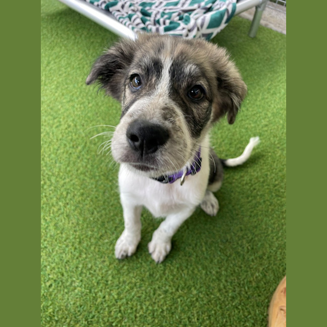 Photo of D1260 Olive