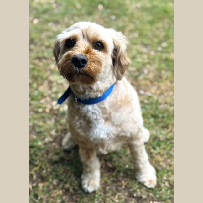 Photo of Bailey
