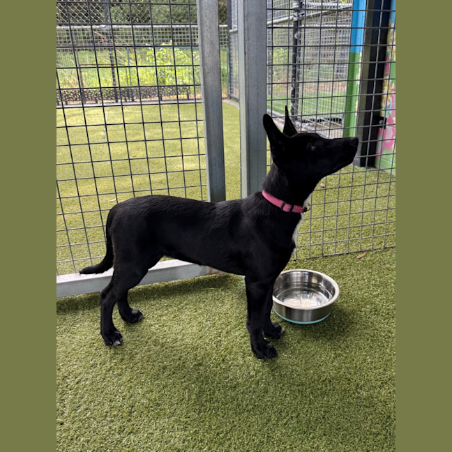 Photo of D1292 Tilly