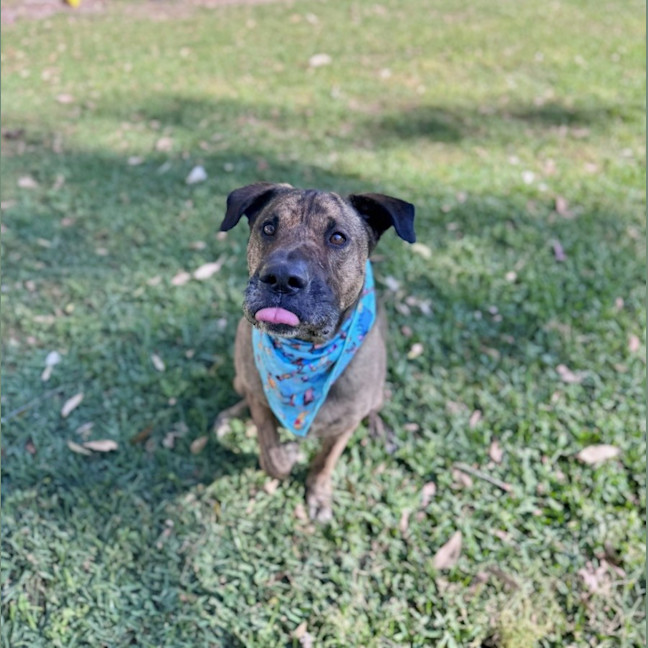 Photo of Toro *$250 Adoption Fee*