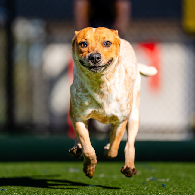 Photo of Zo Zo Imp 1512