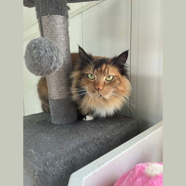 Photo of Bellatrix