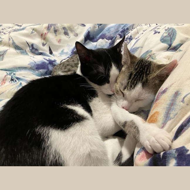 Photo of Spock & Sparrow   5 Month Old Domestic Short Hair