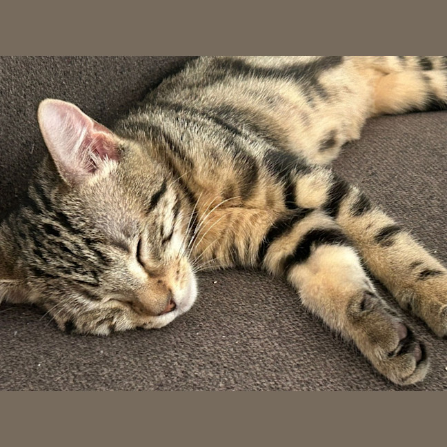 Photo of Zippy