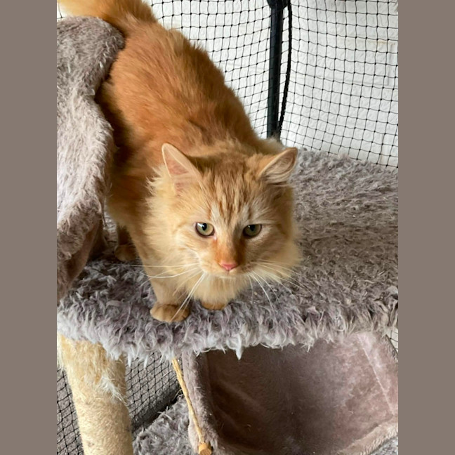 Photo of Gingersnaps And Azrael 