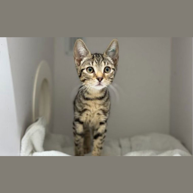 Photo of Kitty