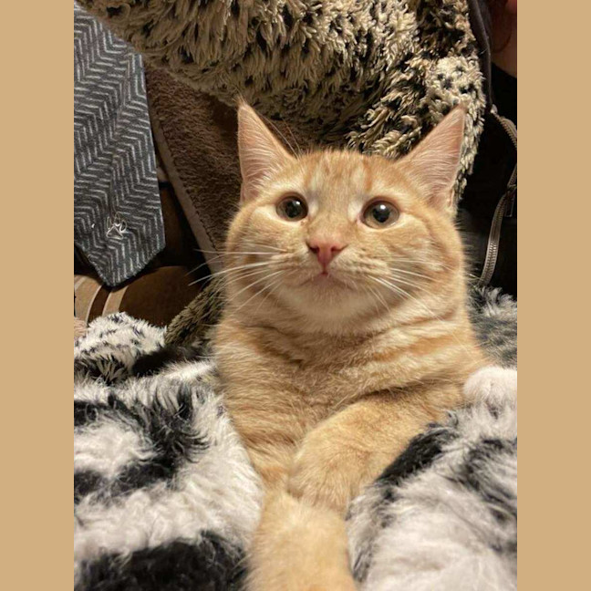 Photo of Ginger   Located In Reservoir