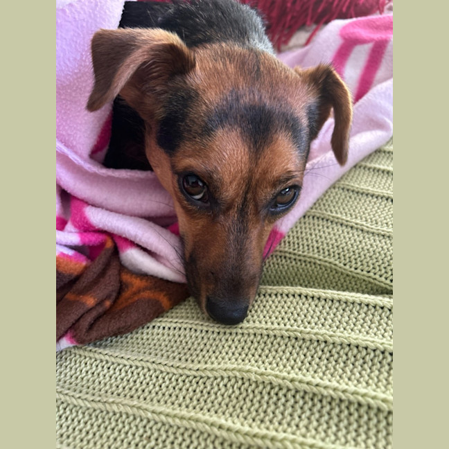 Photo of Shadow