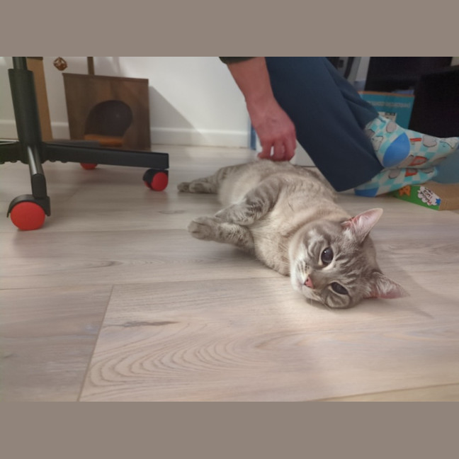 Photo of Luna Blue Eyes