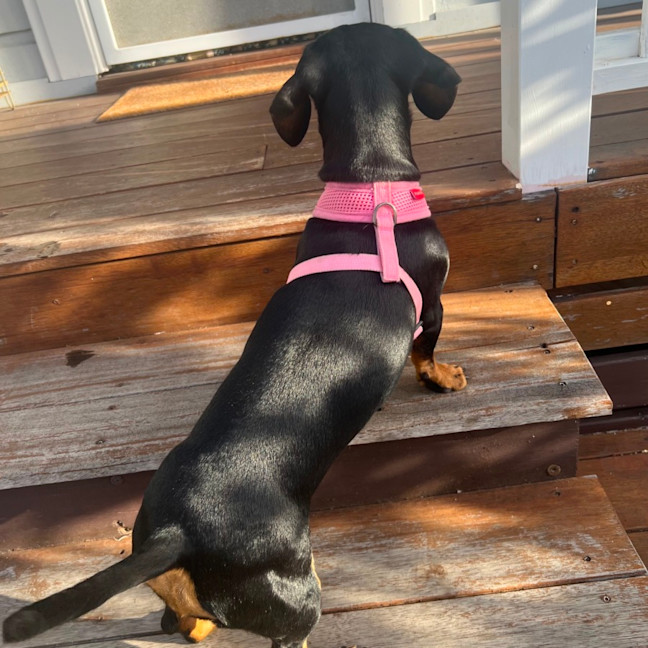 Photo of Opal 🦋