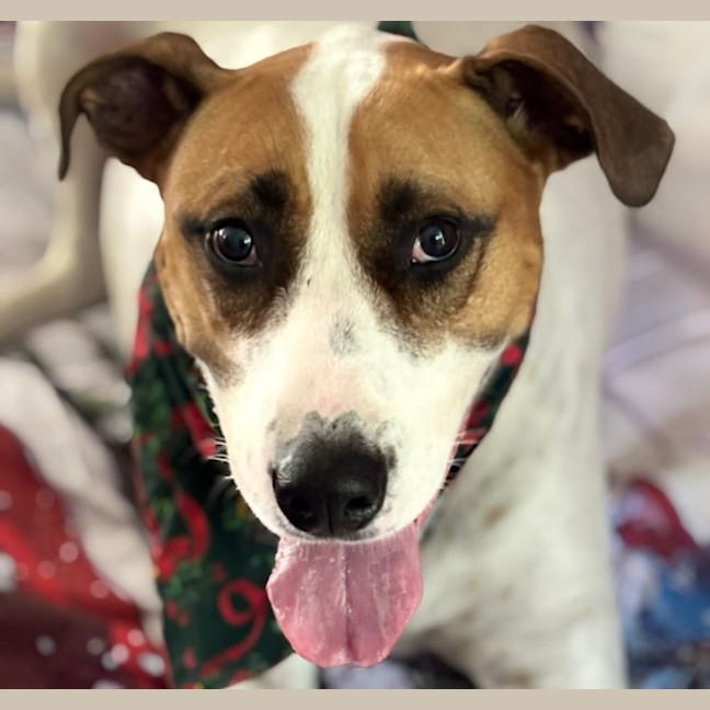 Photo of Willow