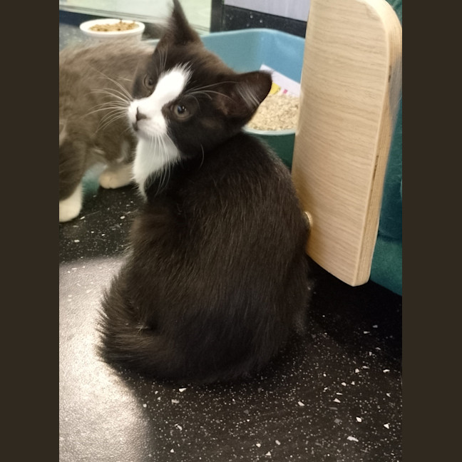 Photo of Sleepy Sloth