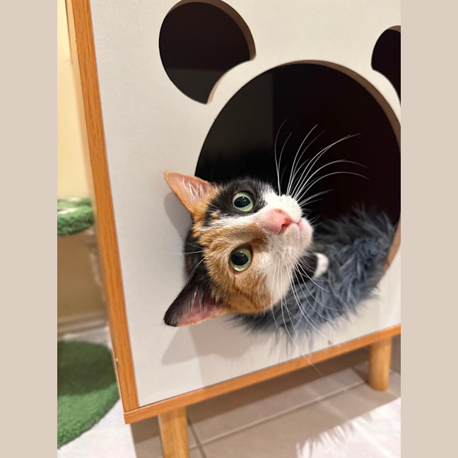 Photo of Mittens