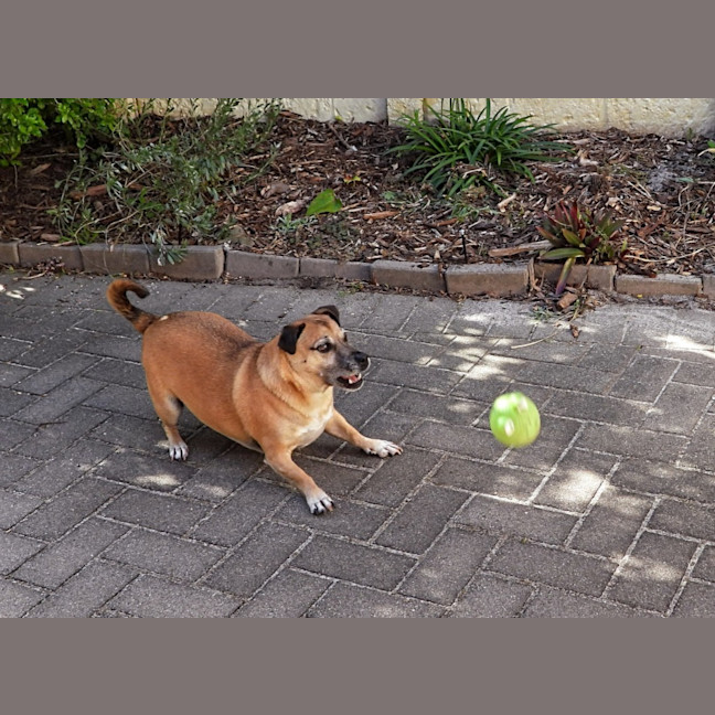 Photo of Barney