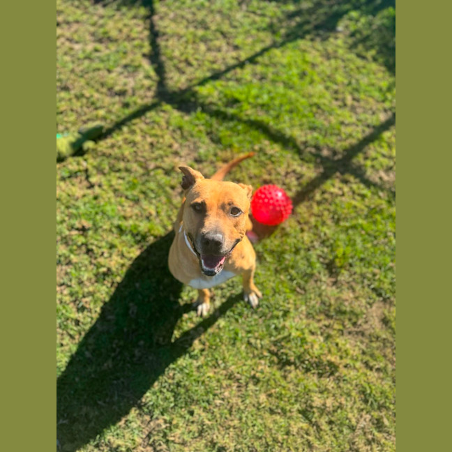 Photo of Honey Imp 1269