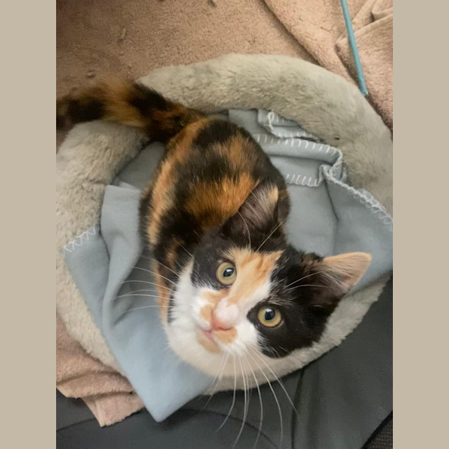 Photo of Sabrina Purrpenter
