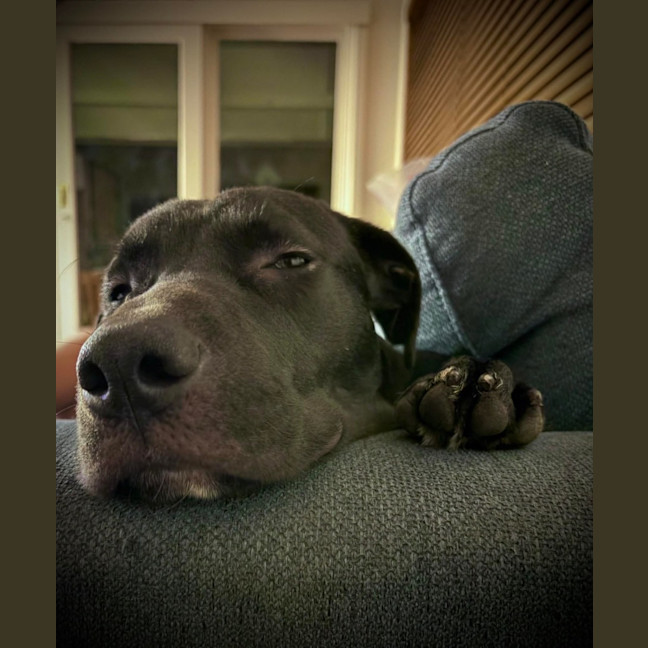 Photo of Viceroy