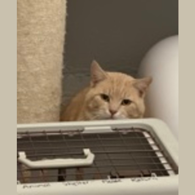 Photo of Gingy