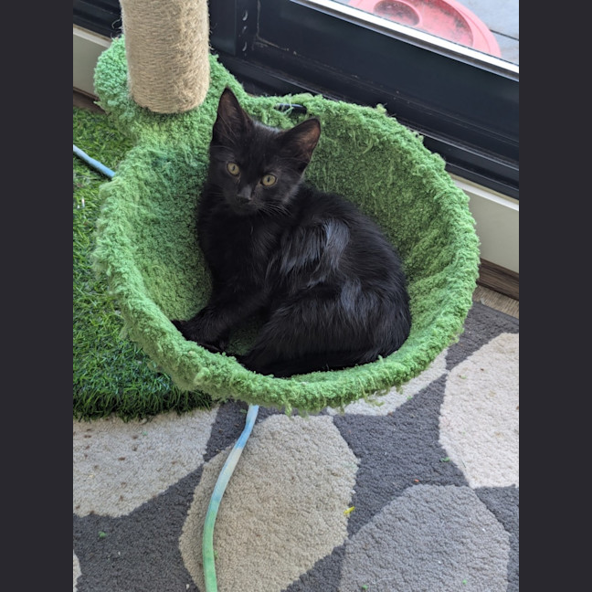 Photo of Benji