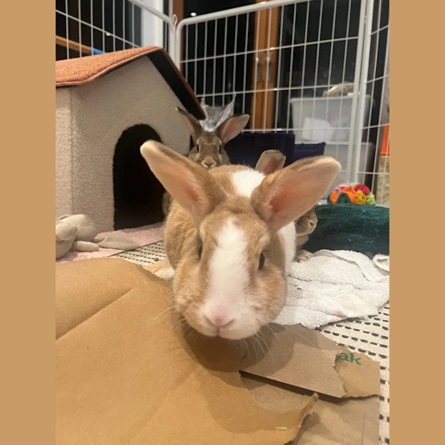 Photo of Pickle (W Pistachio And Nutmeg)